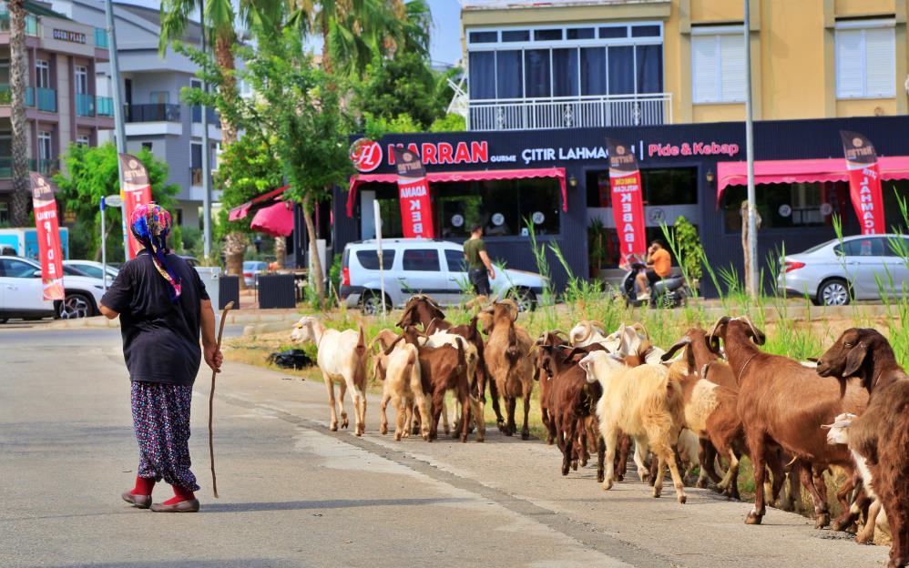 Keçileriyle ömür geçirdiler, şikayetle yıkıldılar: 