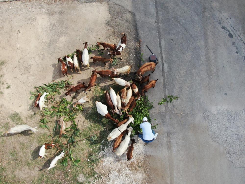 Keçileriyle ömür geçirdiler, şikayetle yıkıldılar: 