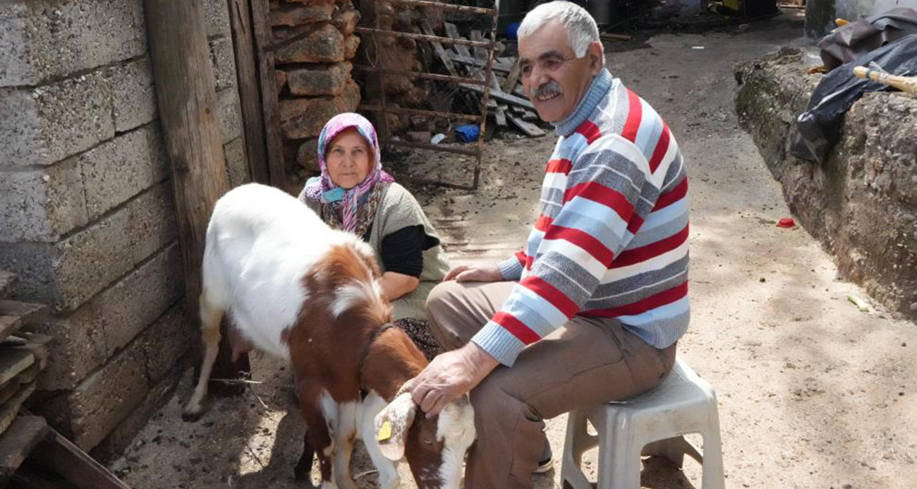  Antalya'nın Konyaaltı ilçesinde yarım asrı aşkın süredir keçi yetiştiriciliği yapan kadın ile eşi, yıllardır hayvanlarını otlattıkları alana yapılan şikayet sonrası keçilerini götüremez hale geldiklerini söyledi. Doğal otlaklardan mahrum kalan hayvanlarının yeterince beslenemediğini belirten çift, yaşadıkları mağduriyeti, "5-6 tane hayvanımız telef oldu, yavrularını attı. Çok üzülüyoruz, uykularımız kaçtı" sözleriyle anlattı.