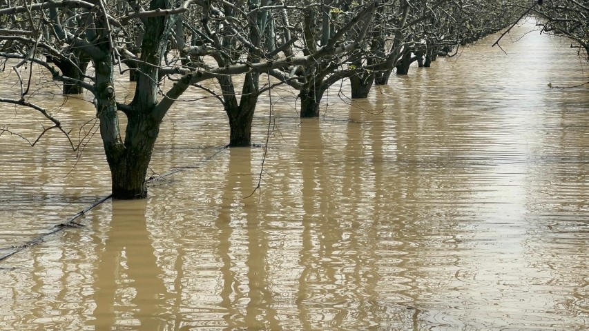 Bursa’da yüzlerce dönüm şeftali ve armut bahçesi su altında