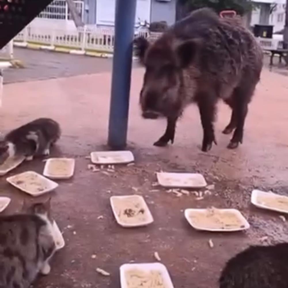 İzmir’de domuzlar sosyal hayatın parçası olmaya başladı