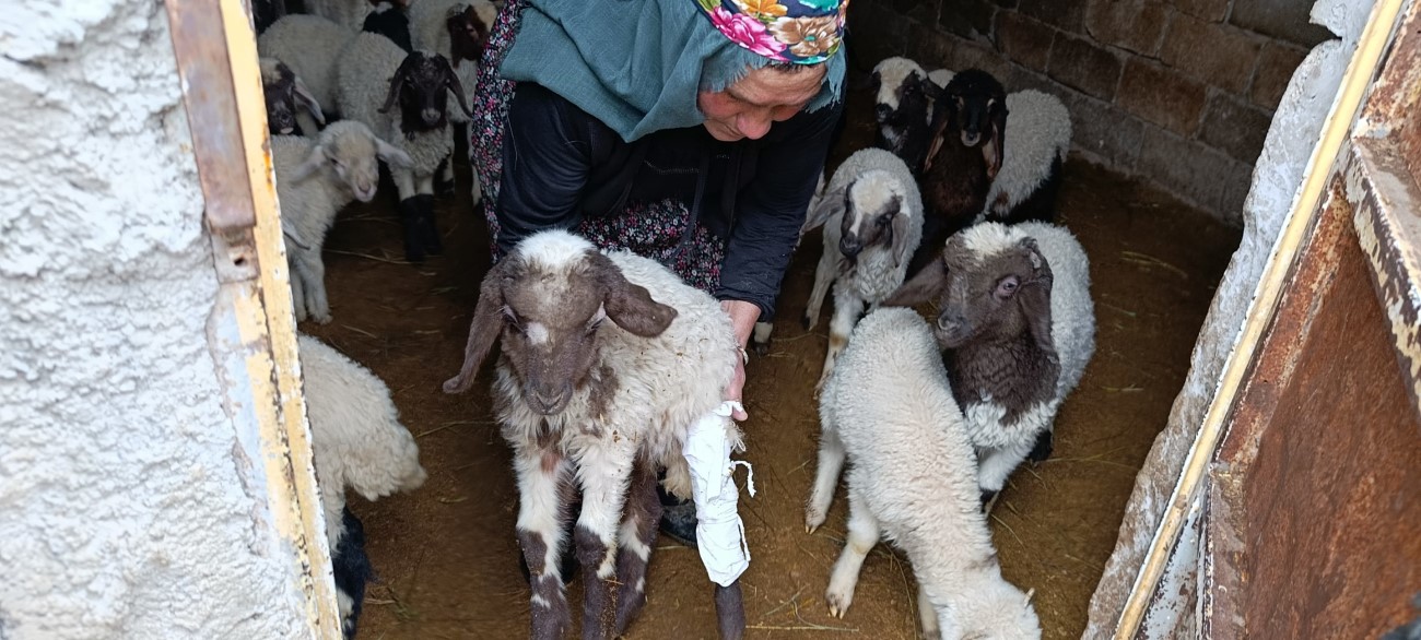 Van’daki depremde bir ahırın duvarı çöktü