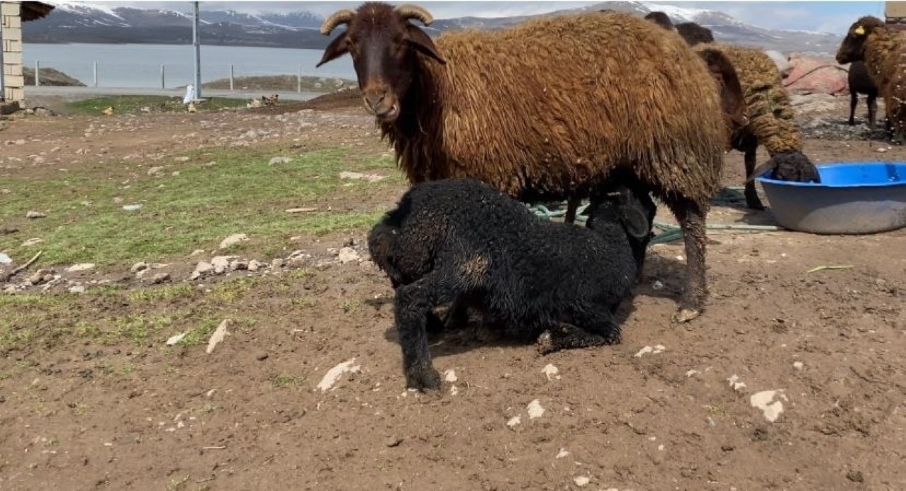 Van'da deprem sonrası enkaz altından yaralı çıkarılan kuzular tedavi altına alındı