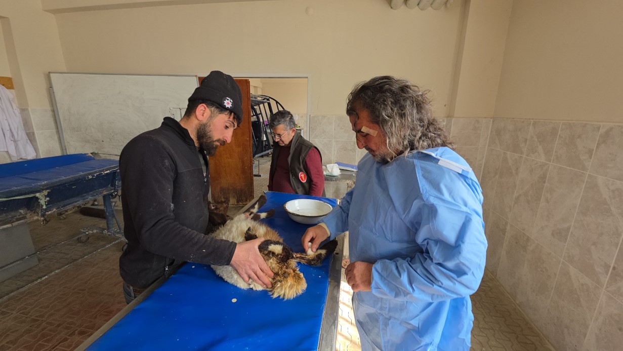 Van'da deprem sonrası enkaz altından yaralı çıkarılan kuzular tedavi altına alındı
