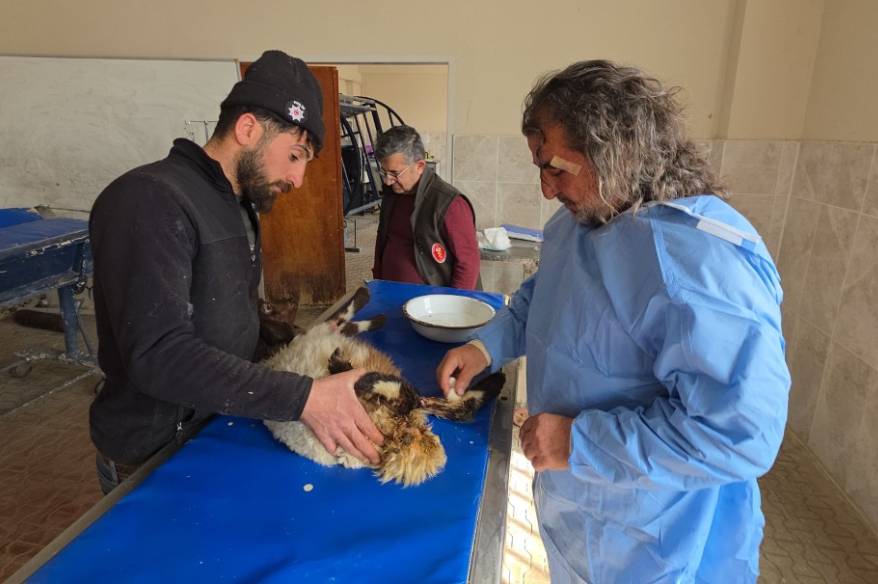 Van’da deprem sonrası enkaz altından yaralı çıkarılan kuzular tedavi altına alındı