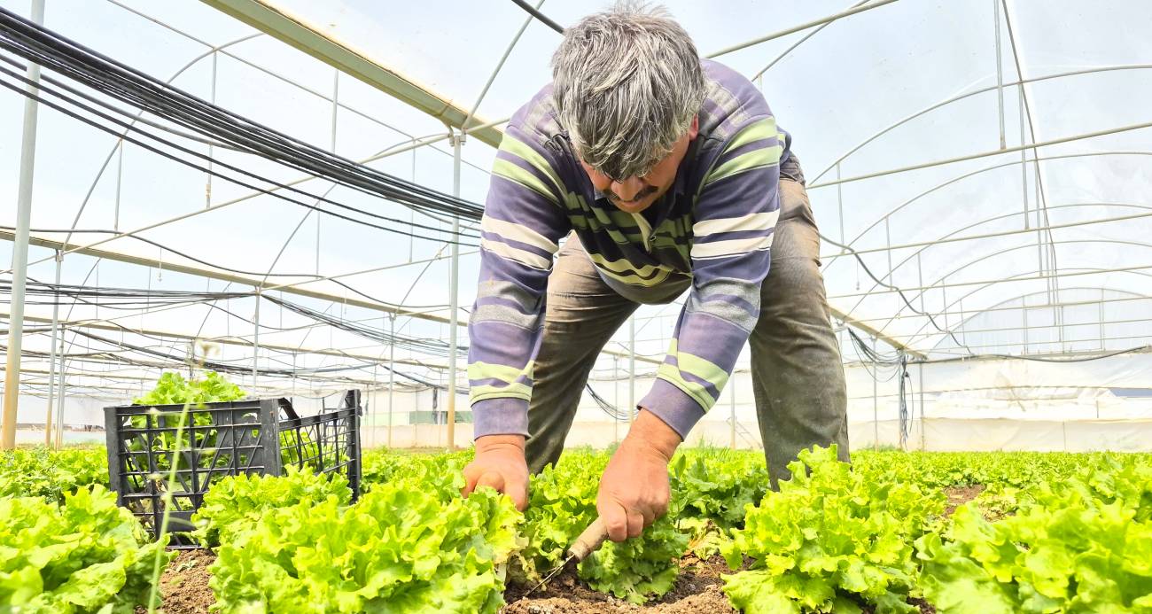 Tarlada ortalama 15 TL olan marul tezgahlarda 100 TL’ye satılıyor
