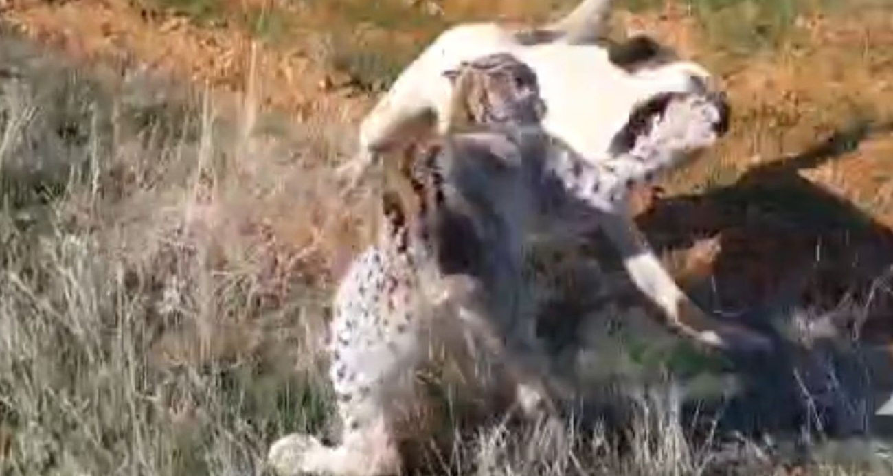 Malatya’nın Hekimhan ilçesinde nesli tükenme tehlikesi altında olan vaşak ile bir köpeğin kavga ettiği anlar kameraya yansıdı. Dakikalarca süren kavgayı bölgedeki vatandaşlar ayırdı.