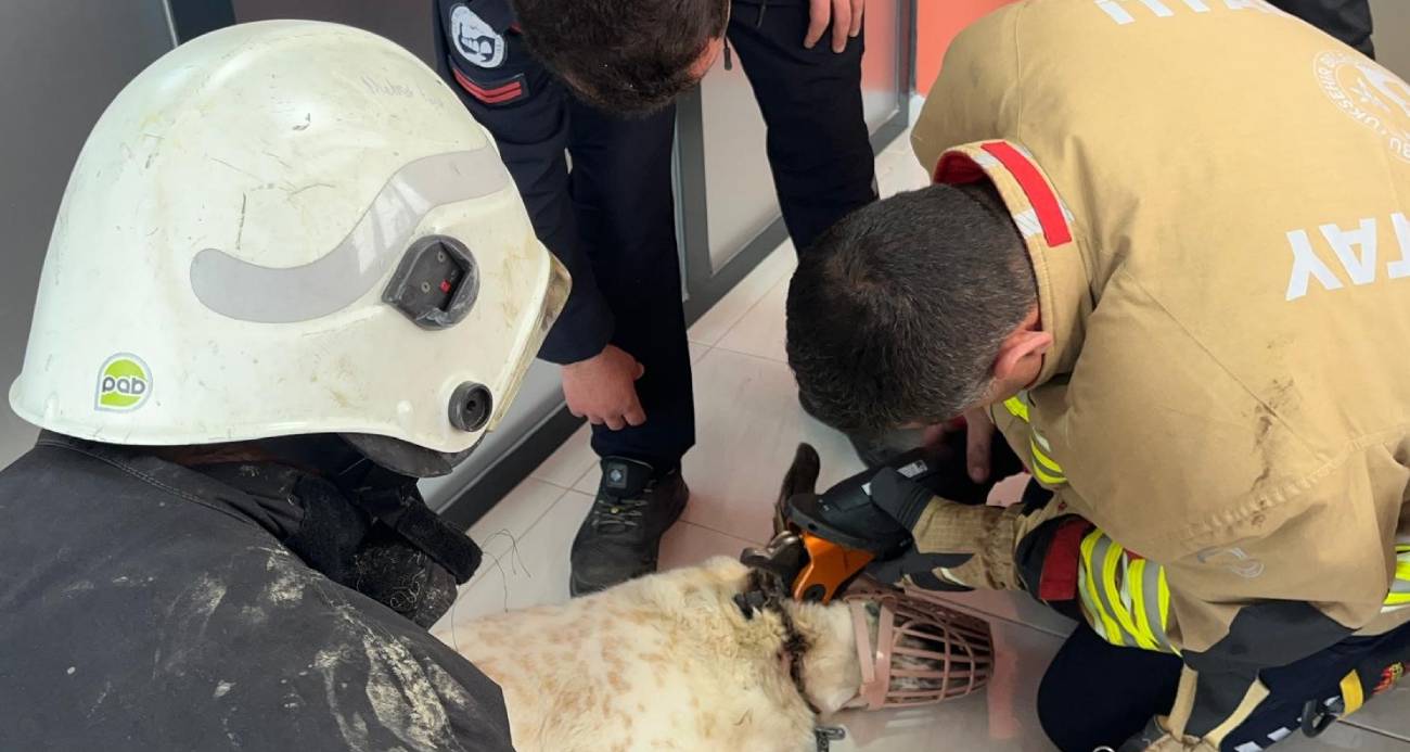 Boynuna zincir sıkışan köpeğin imdadına itfaiye yetişti
