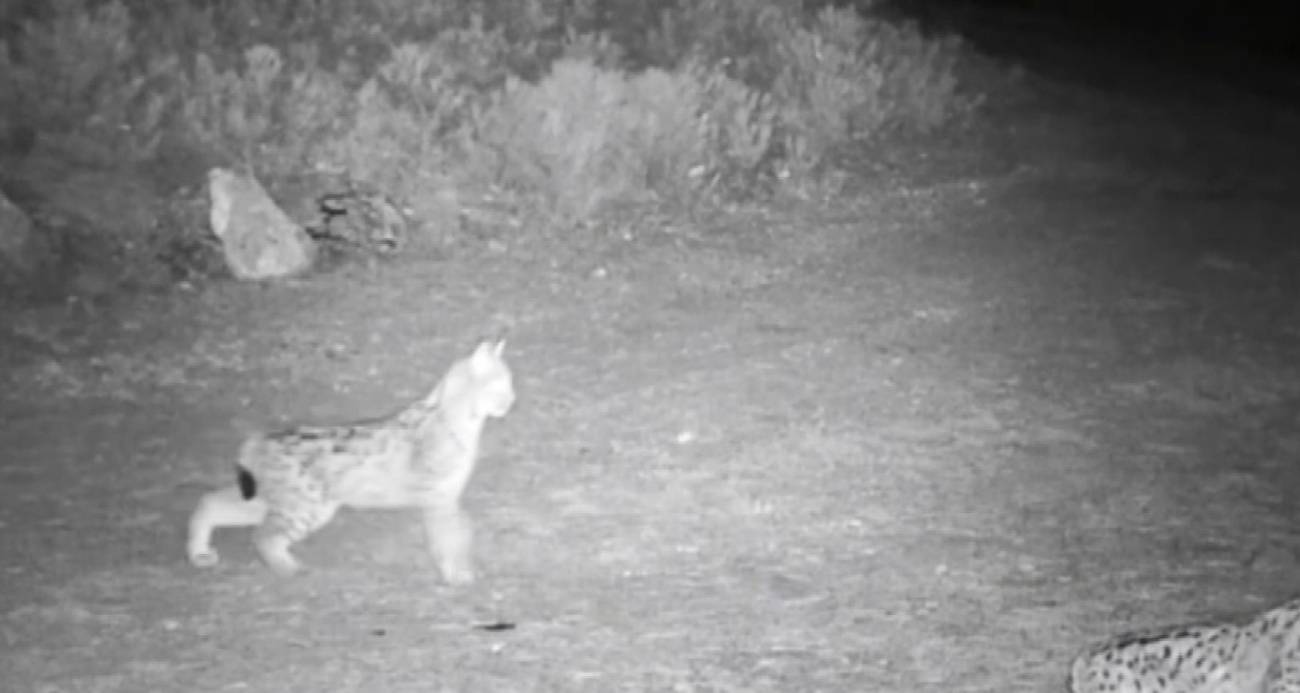 "Ormanın hayaleti" vaşak Çankırı’da görüntülendi