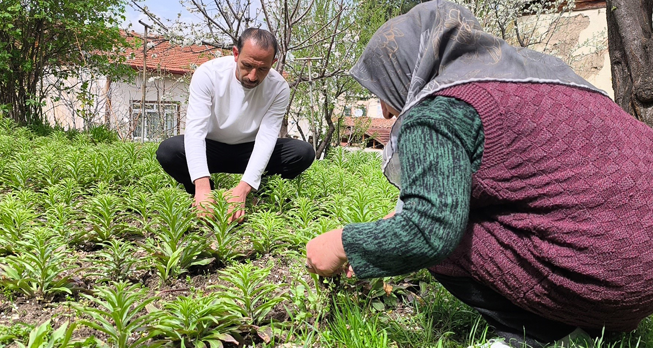 Tokat’ta yaşayan Erdi Can Aydemir, annesiyle birlikte nesli koruma altında bulunan baba yadigarı akzambaklara gözü gibi bakıyor.