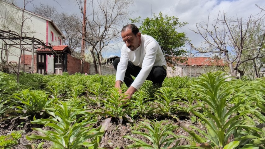 Babasından miras kalan akzambaklara gözü gibi bakıyor