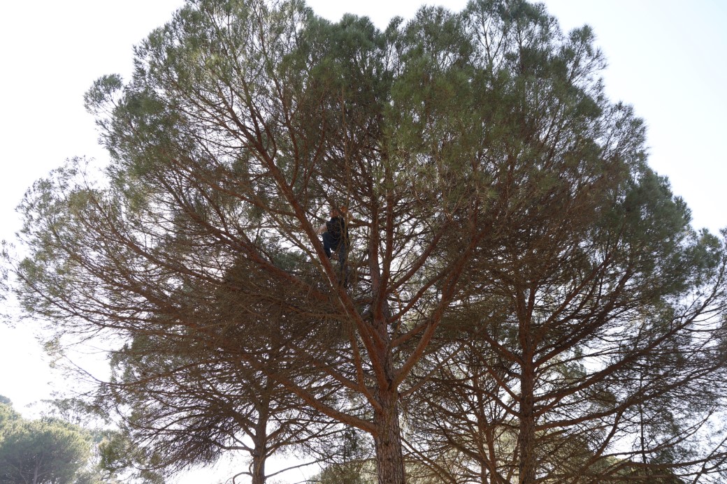 Ekmek parası için komando gibi ağaçlara tırmanıyorlar