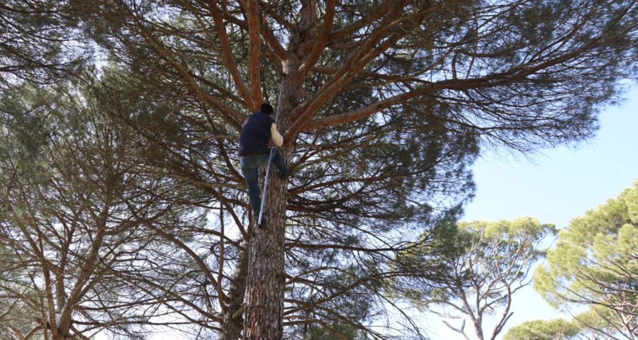 Ekmek parası için komando gibi ağaçlara tırmanıyorlar