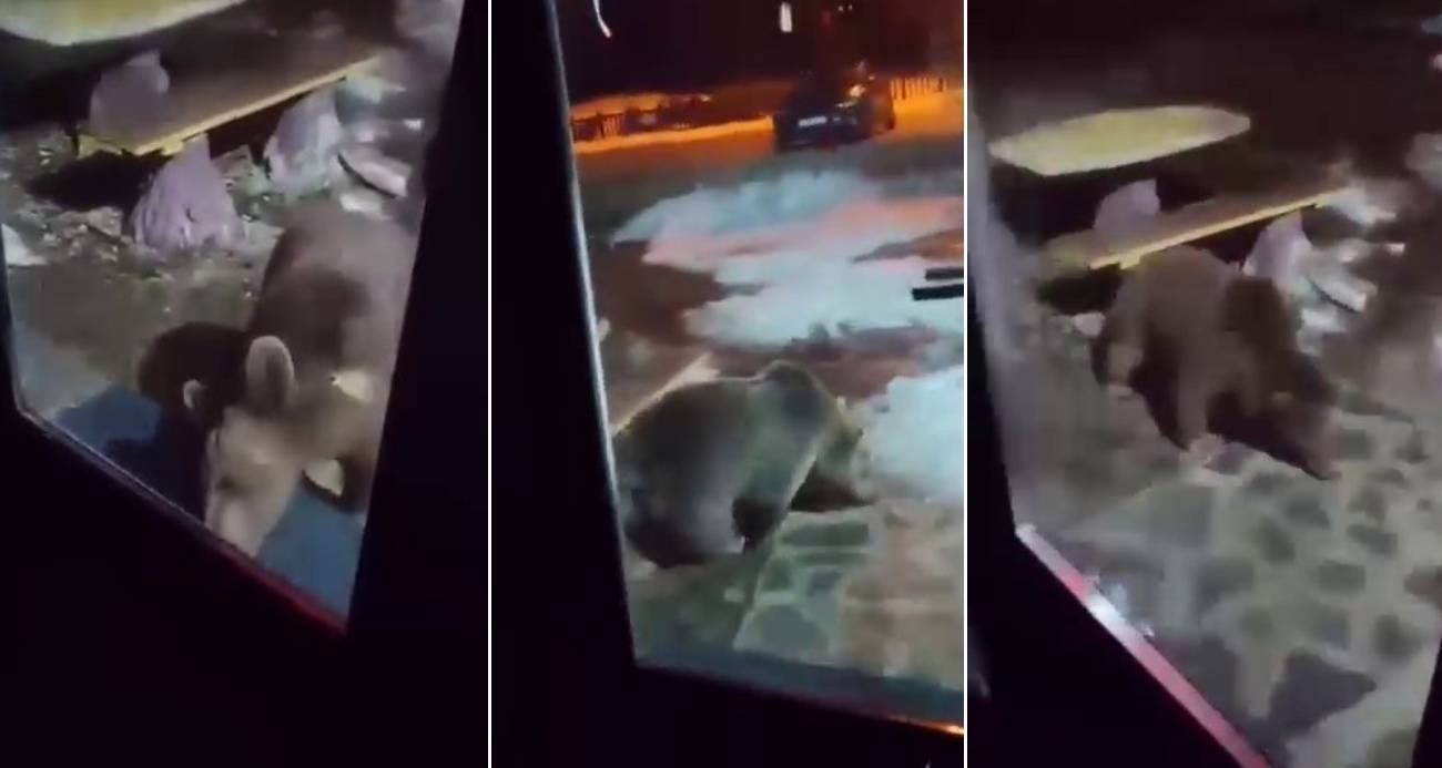 Uludağ’da ayı ailesi kamerada...Ani hareket paniğe neden oldu