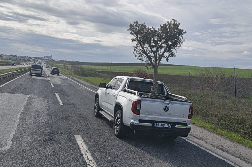 D100’de şaşırtan görüntü: Pikapta zeytin ağacı taşıdılar