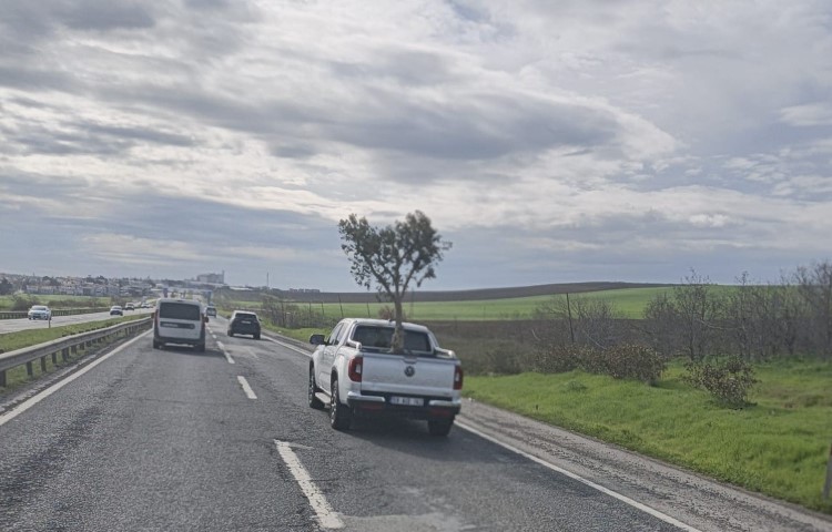 D100’de şaşırtan görüntü: Pikapta zeytin ağacı taşıdılar