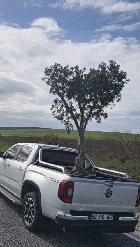D100’de şaşırtan görüntü: Pikapta zeytin ağacı taşıdılar