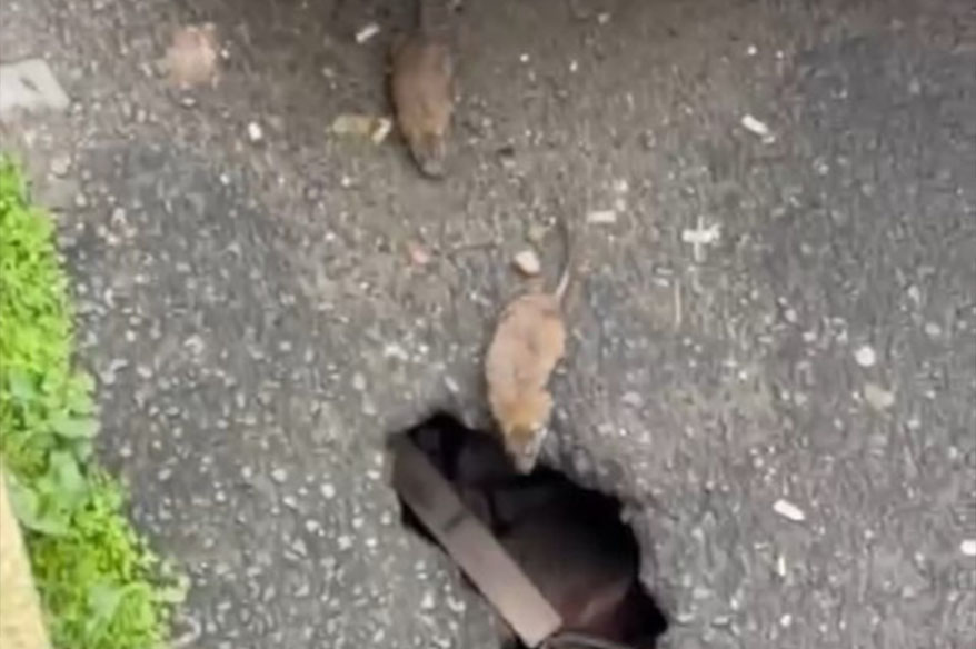 Tekirdağ’ın Çorlu ilçesinde sokakta fareler cirit atıyor