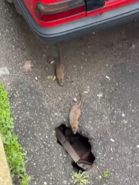 Tekirdağ’ın Çorlu ilçesinde sokakta fareler cirit atıyor