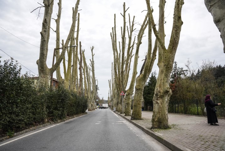 İstanbul’un tarihi çınarlarına budama, tartışma başlattı