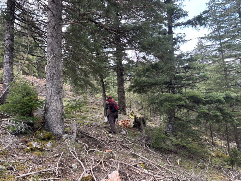 Bin 800 rakımlı dağlardan toplanıp kilosu bin 500 liradan satılıyor