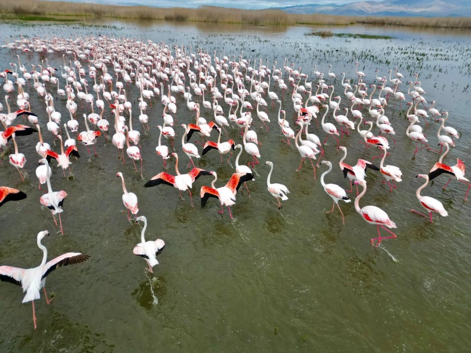 Eber Gölü’nde görsel şölen: Flamingolar renkli görüntüler oluşturdu