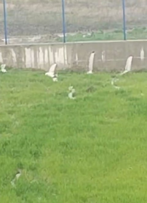 Akü fabrikasından aktığı iddia edilen su, çiftçinin tarlalarını kullanılmaz hale getirdi