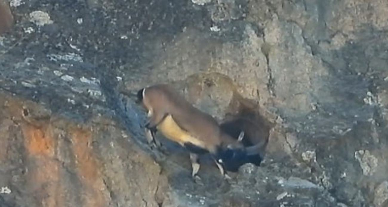 Dev boynuzları engel olmadı: Dağ keçisi dar mağaraya böyle girdi