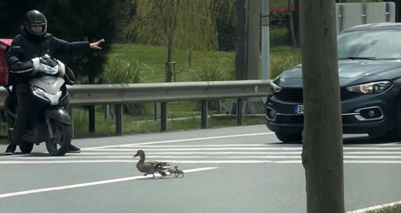 İstanbul’da ördeklerin güvenli geçişi için trafik durduruldu