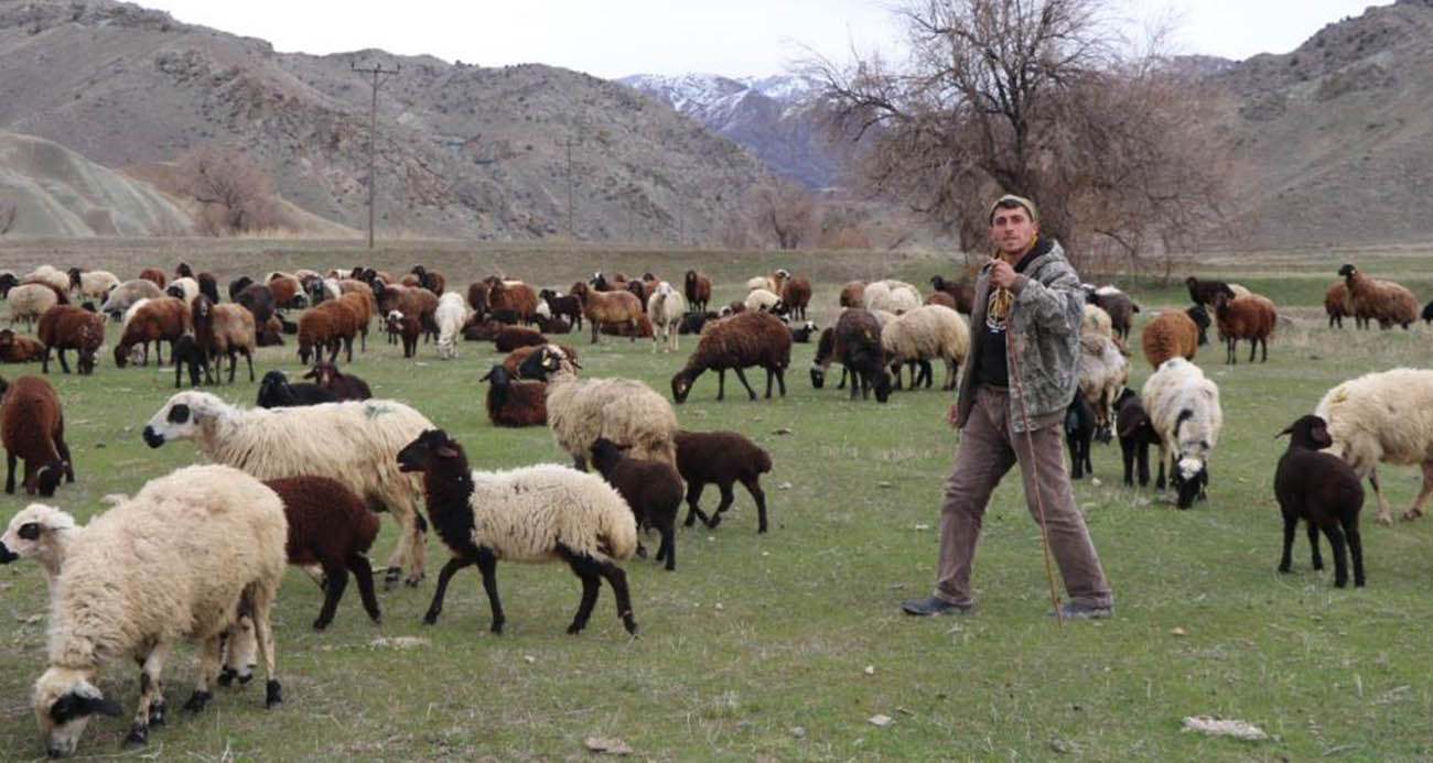 Saksağandan etkilendi, çobanlığı dijitalleştirdi