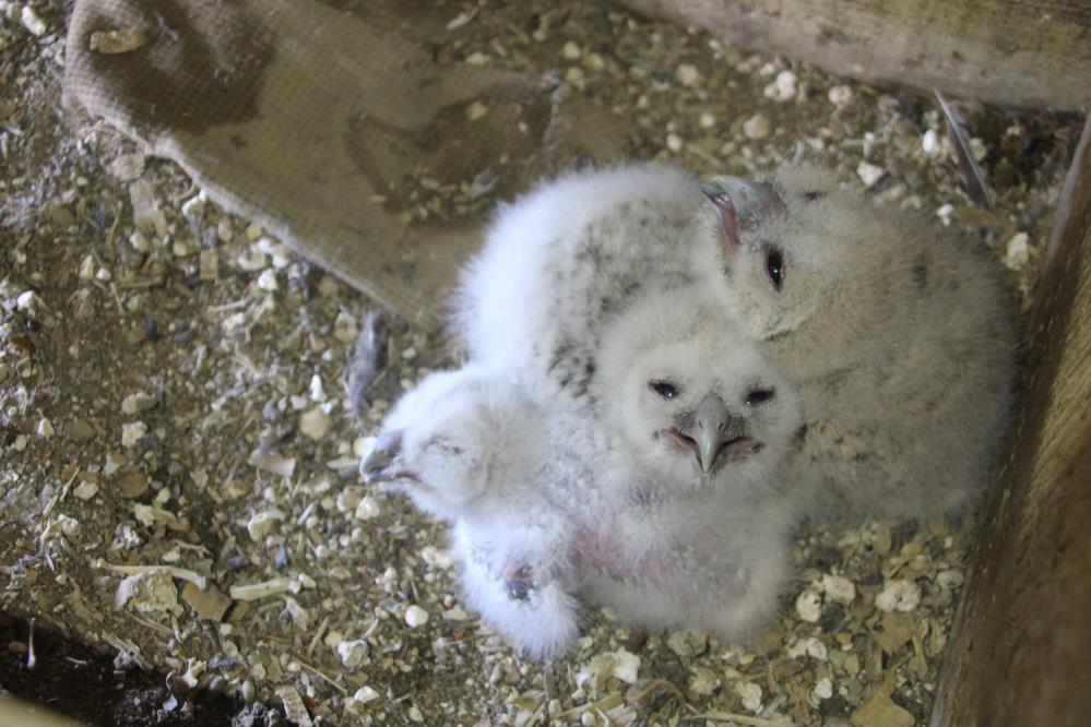 Baykuş ile çiftçinin 20 yıllık dostluğu: Her yıl aynı serendisine yuvalıyor