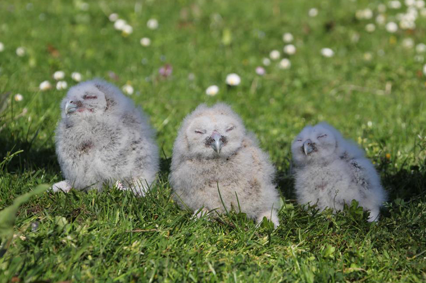Baykuş ile çiftçinin 20 yıllık dostluğu: Her yıl aynı serendisine yuvalıyor