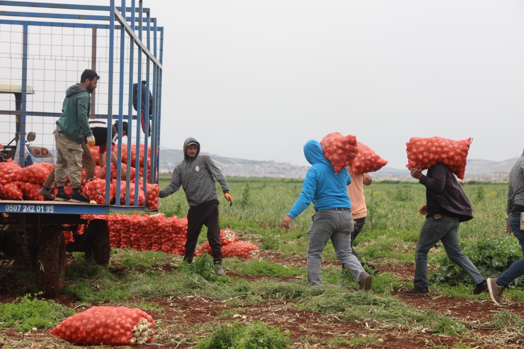Türkiye’nin Suriye sınırında bereketli soğan hasadı