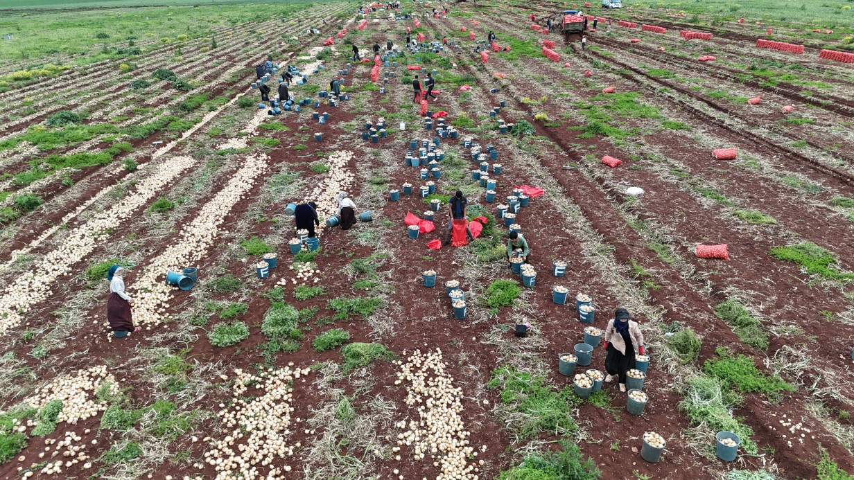 Türkiye’nin Suriye sınırında bereketli soğan hasadı