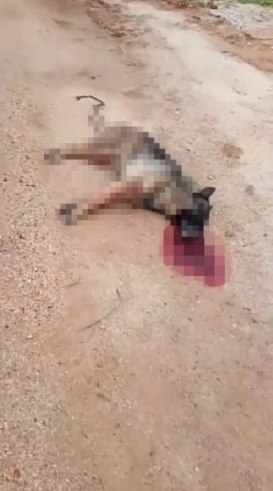 Kavga eden sokak köpeklerine tüfekle ateş edip bir köpeği öldürdü