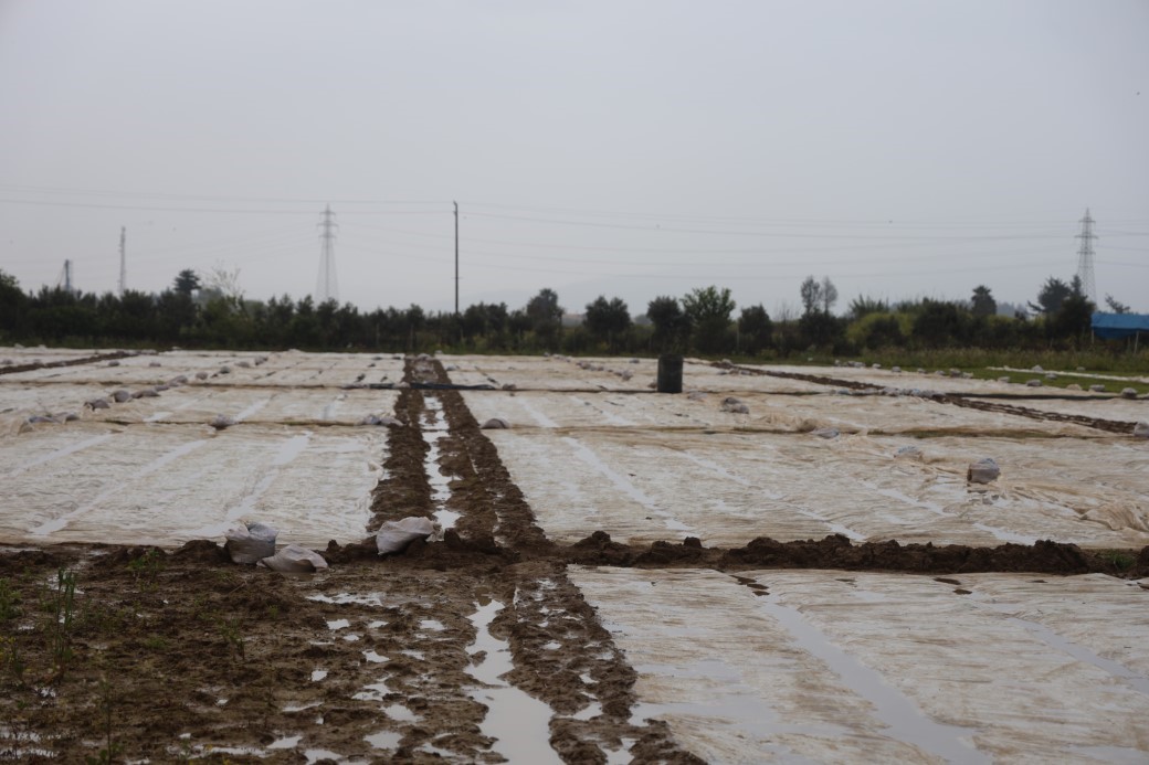 Çevreyi beyaza bürüyen fındık büyüklüğündeki dolu tarım arazilerini vurdu