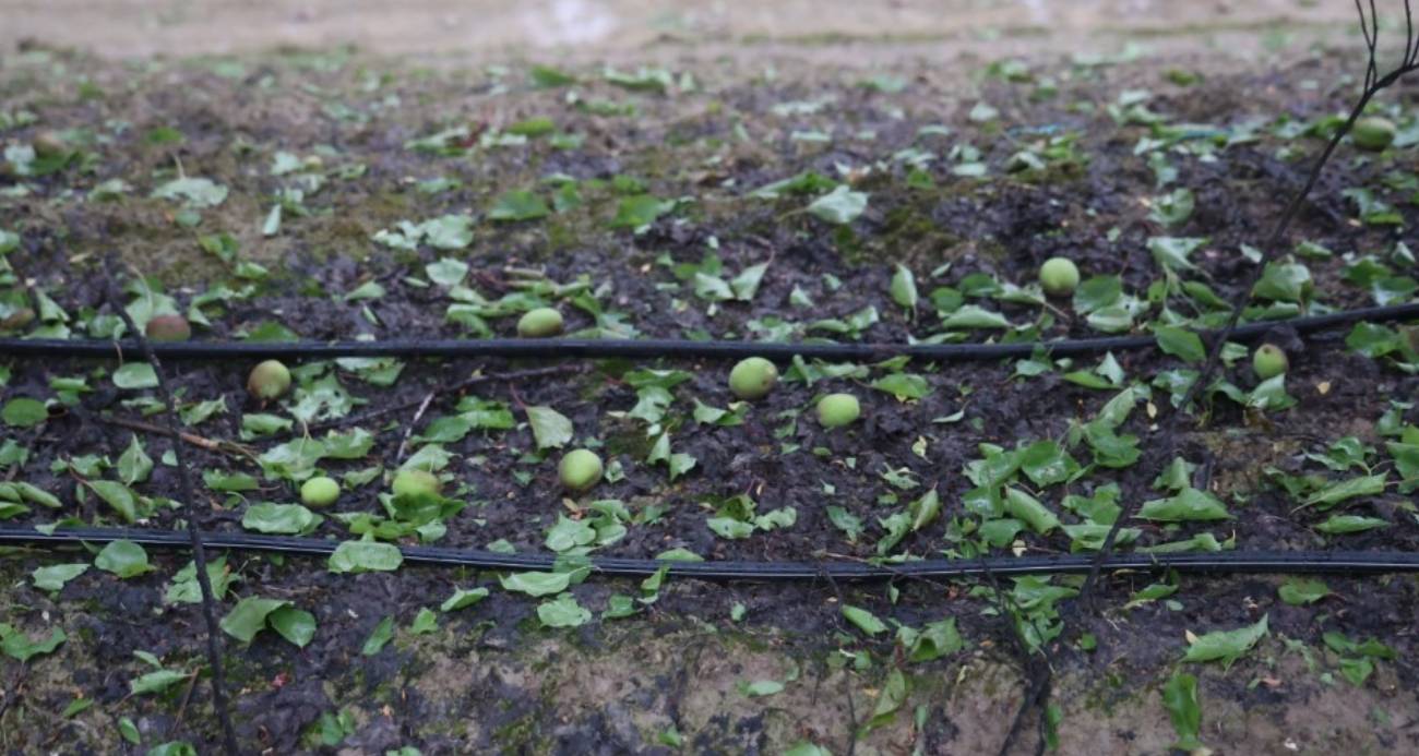 Fındık büyüklüğündeki dolu tarım arazilerini vurdu