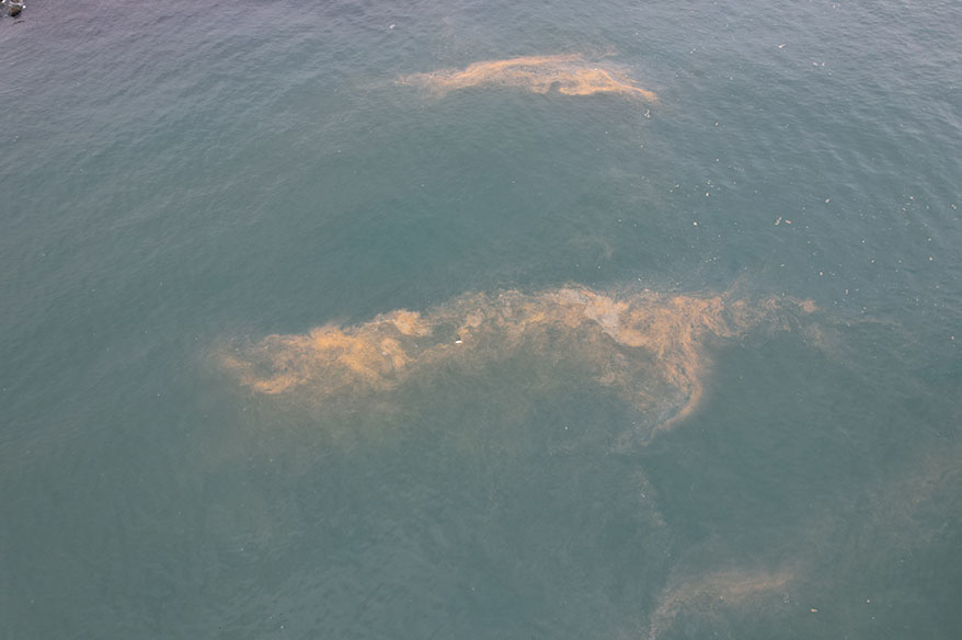 Avcılar kıyılarında tedirgin eden görüntü