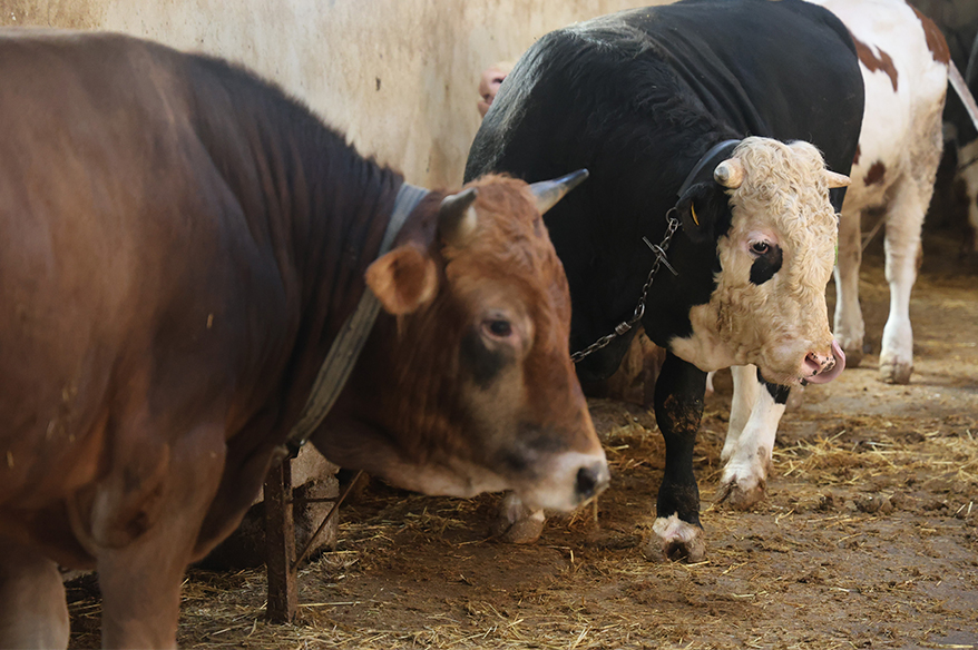 Kurbanlık alacaklara "yaş" uyarısı