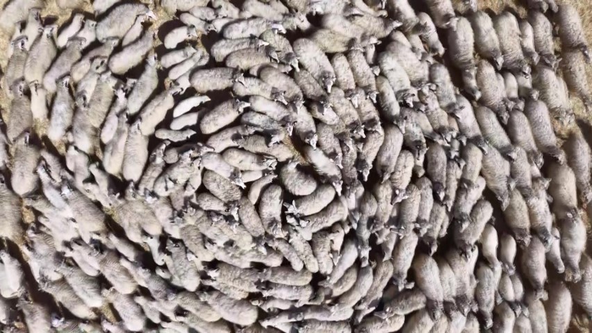 Kuzular anneleriyle buluştu, sevgi yumağı dron kamerasında