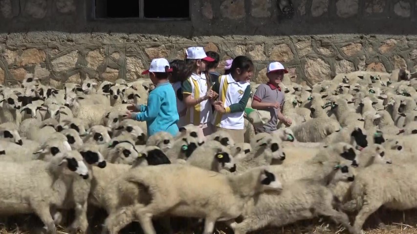 Kuzular anneleriyle buluştu, sevgi yumağı dron kamerasında