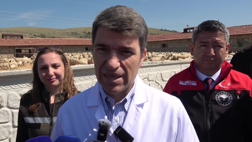 Kuzular anneleriyle buluştu, sevgi yumağı dron kamerasında