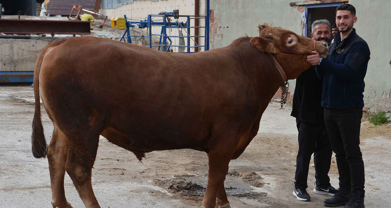 Çorum’un Alaca ilçesinde bir ton 140 kilogram ağırlığındaki "Fırtına" isimli kurbanlık dana, 575 bin liraya satıldı.