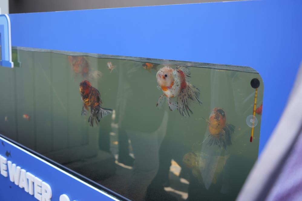 Kullanıp arıttıkları suda Japon balığı besliyorlar