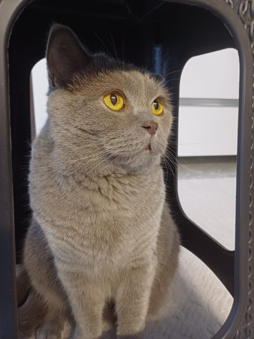 Kuduz aşısı sonrası kedileri ölen aile şikayetçi oldu