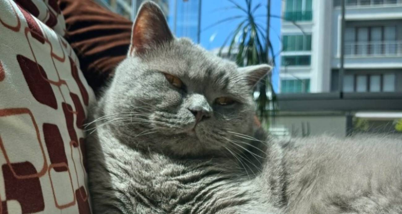 Kuduz aşısı sonrası kedileri ölen aile şikayetçi oldu