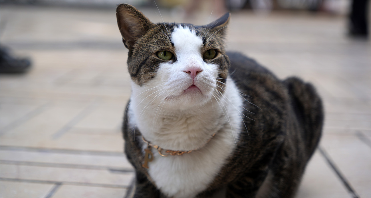 Çarşının 10 kiloluk Prens’i