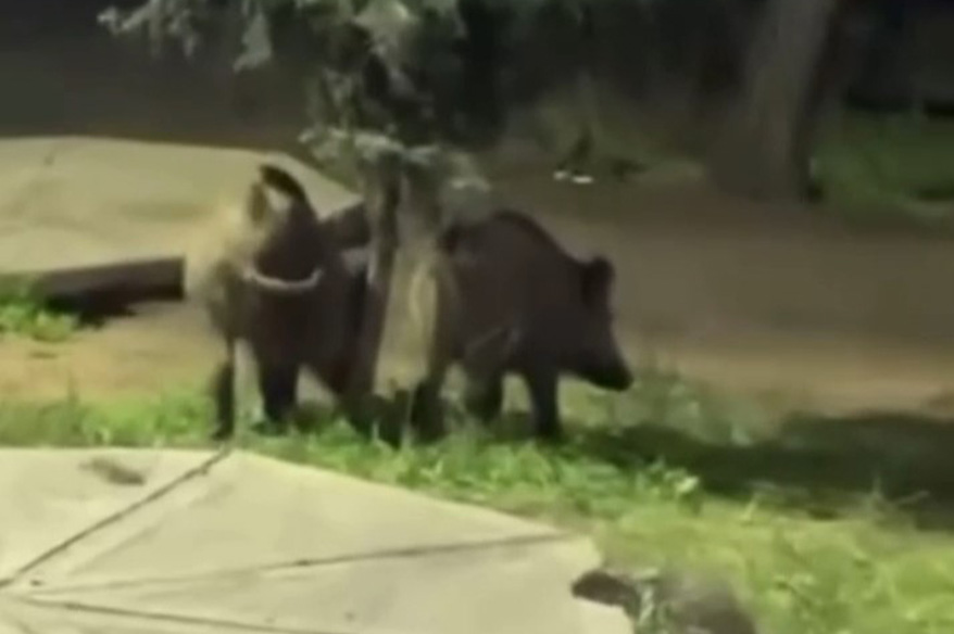 Bursa’da domuzlar piknik alanlarına indi