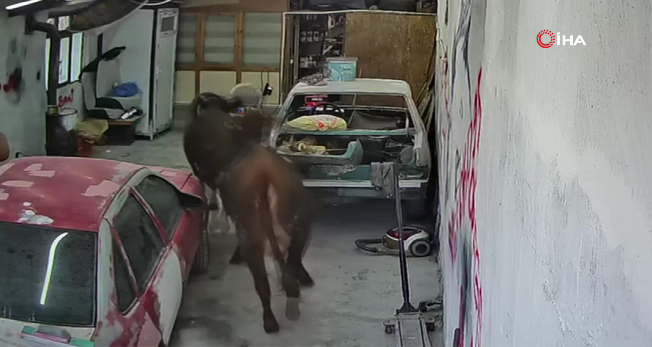 Ankara’nın Elmadağ ilçesinde ahırdan kaçan danalar oto tamirciye girdi. O anlar güvenlik kamerasına yansıdı.