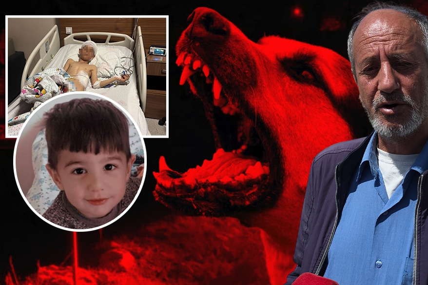 Köpek dehşetinin görüntüleri ortaya çıktı